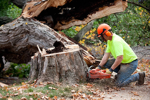 Professional  Tree Services in Tecumseh, NE