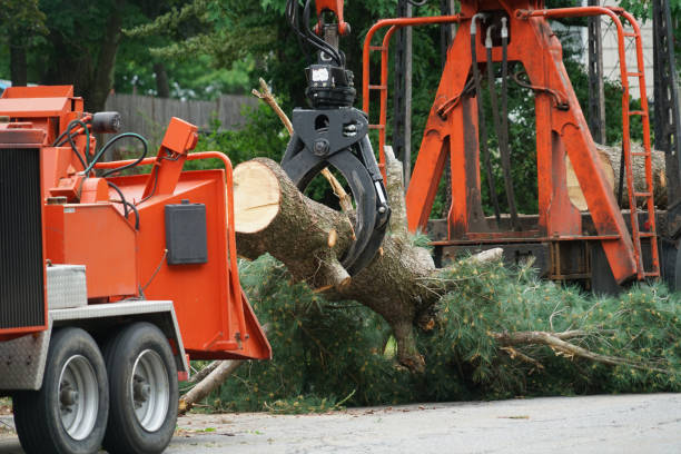 How Our Tree Care Process Works  in  Tecumseh, NE